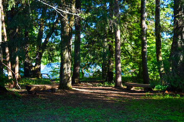 Benches in the woods