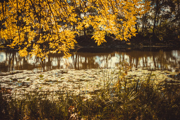 Yellow leaves and autumn lake. Autumn weather in England