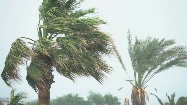 Palm Trees Blow in Strong Wind of Tropical Storm. Hurricane Rains . Cyclone