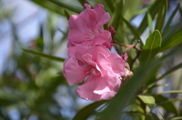 Flowers of Hawaiian Islands
