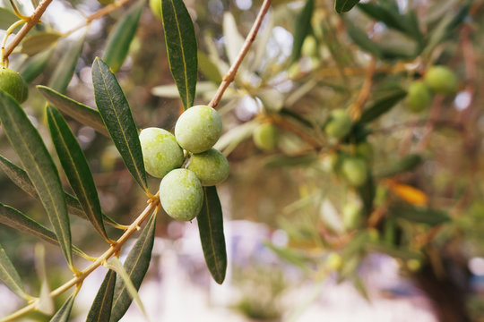 Olives on a branch of an olive tree. Detail close-up of green fruit olives with selective focus and shallow depth of field