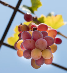 bunches of ripe wine grapes on vine