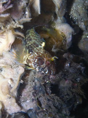 Horned Blenny-Parablennius Intermedius-Kammzahnschleimfisch