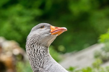 Portrait of grey colored greylag goose, Anser anser, with orange beak looking up, detail of head, black eye, plumage, standing outdoors, blurry green background, daylight