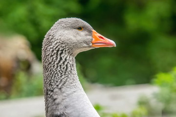 Portrait of grey colored greylag goose, Anser anser, side view of head with orange beak, black eye, plumage, standing outdoors, blurry green background, sidewalk, daylight