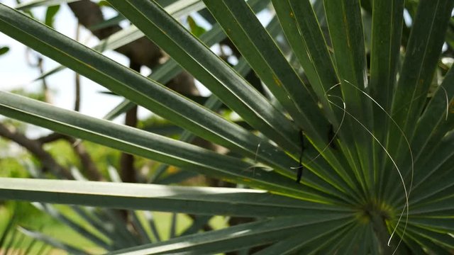 The Bismarck Palm Leaves Shaking in The Wind