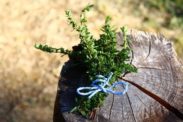 Thymian auf einem Holzstamm