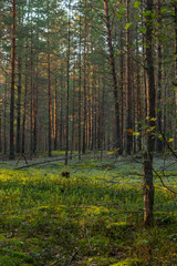 Pine forest and moss