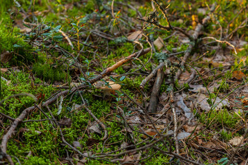 Pine forest and moss