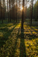 Sunset in the pine forest