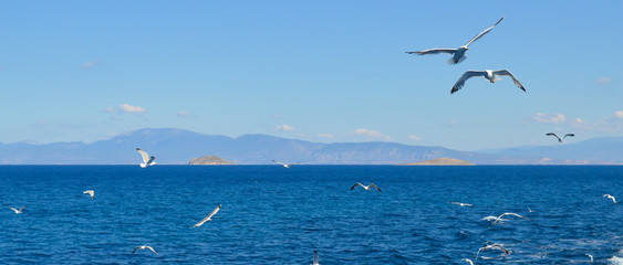 Fototapeta na wymiar White seagull flying over Saronic Gulf in Greece