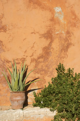 Aloe bush on grunge wall brown background. Abstract old texture with copy space. Minimalism background