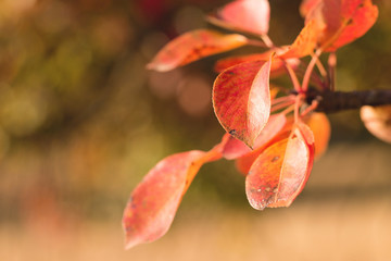 Red and Orange Autumn Leaves Background
