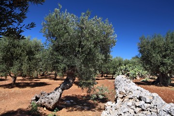 Italian olive trees