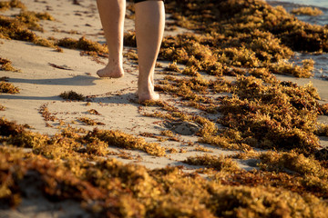 caminando entre algas en la playa © willymona