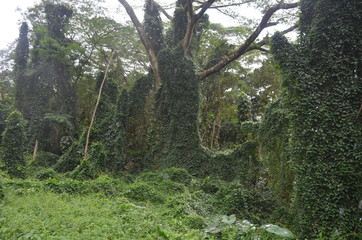 Manoa Falls Oahu Island Hawaii USA