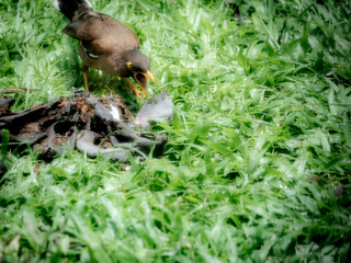 Starling was Eating a Banana