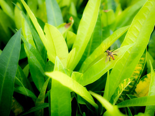 Yellow Fly on The Yellow Leaf