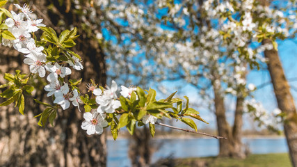 Appleblossom in spring