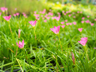 Pink Rain Lily Flowers blooming