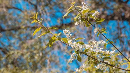 Appleblossom in spring