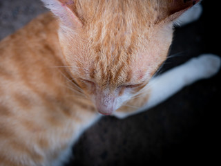 Top View of Yellow Kitty