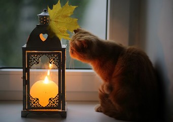 cat, red, house, window, autumn, candle, leaf, yellow