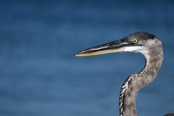 bird, wildlife, photo, fly, lake, river, water, sea, fly, animal