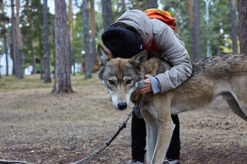 Motley skinny wolf on a chain in the park.