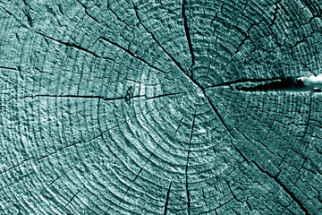 Old log cut macro in cyan tone.