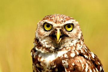 owl, bird, nature, eyes, orange, animal