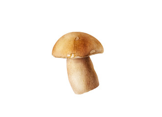 fresh penny bun mushrooms on white isolated background
