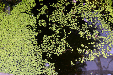 水たまりの水草