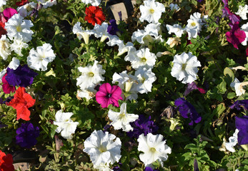 Background from colorful flowers.