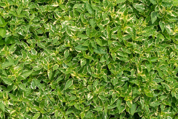 Green leaves freshness on nature background. Young shoots of pale green leaves on tree.