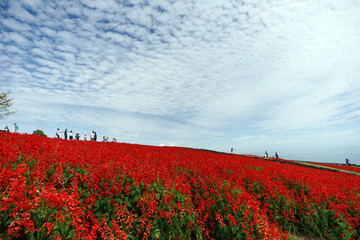 サルビアの花の丘