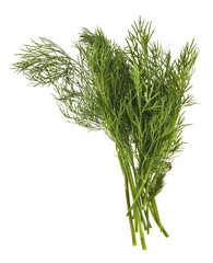 green dill isolated on white background