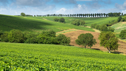 rural  French landscape with green fields and trees