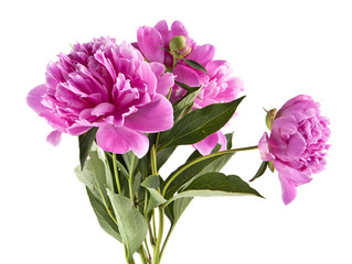 Peony flowers isolated on white background