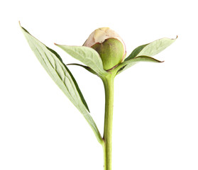 Peony flowers isolated on white background