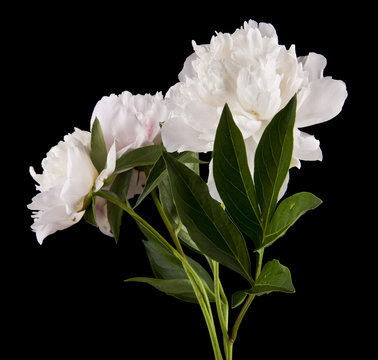 peonies isolated on a black background