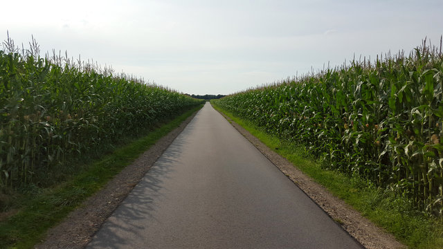 ein asphaltweg mitten zwischen maisfeldern in cloppenburg niedersachsen wilde himbeeren im wald in cloppenburg niedersachsen fotografiert auf einer tour in cloppenburg niedersachsen deutschland 