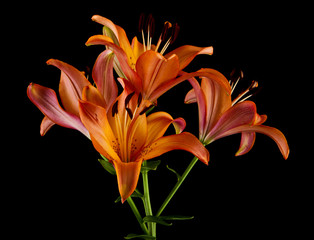 lily flowers isolated on a black background