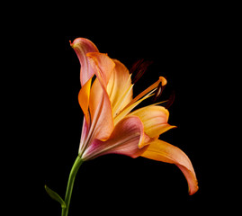 lily flowers isolated on a black background