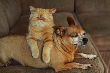 cat, dog, red, friendship, home, family. care, love