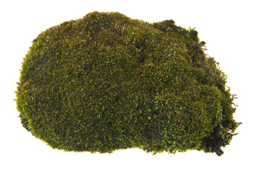 green moss isolated on white background. As an element of packaging design