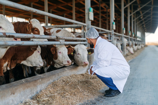 Veterinarian checking cows at cow farm.
