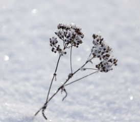 Dry grass in snow in winter as background