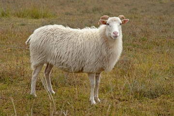 Obraz premium Weiße Gehörnte Heidschnucke