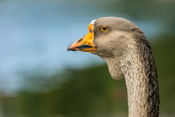 Portrait of brown colored swan goose, Anser cygnoides, detail of head, orange and black beak, plumage, blurry blue and green background